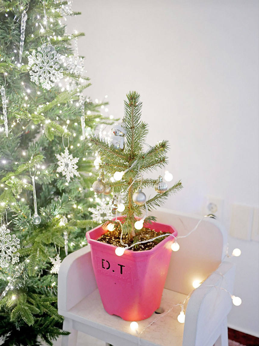 크리스마스트리로 사용되는 가문비나무 베이비블루