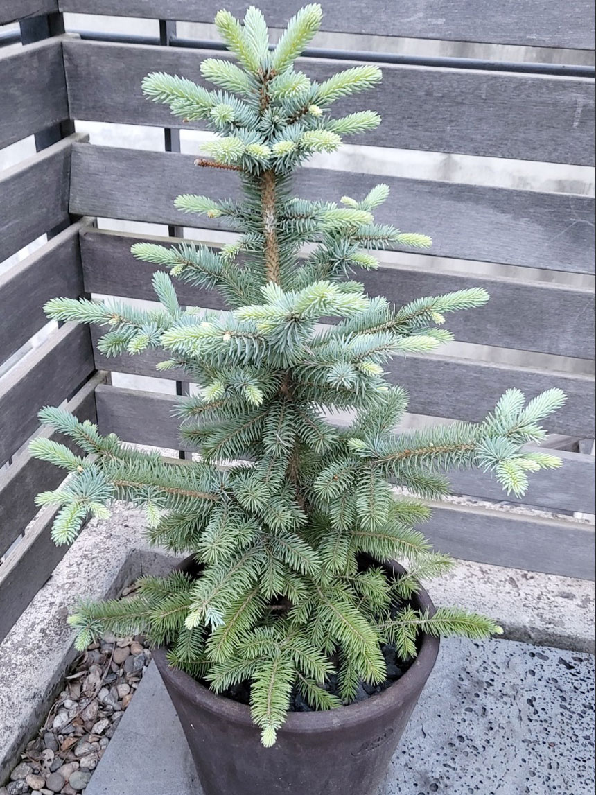 구상나무 소나무묘목 은청가문비