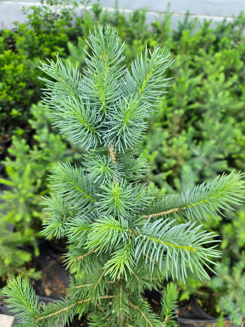 사계절내내 푸르른 소나무 가문비나무 베이비블루