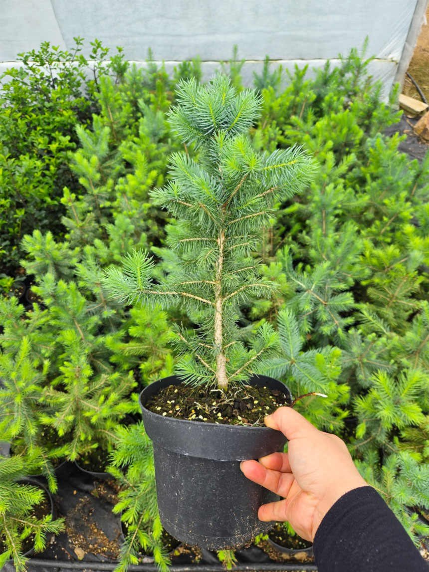 발송될 은청가문비 베이비블루C3포트묘