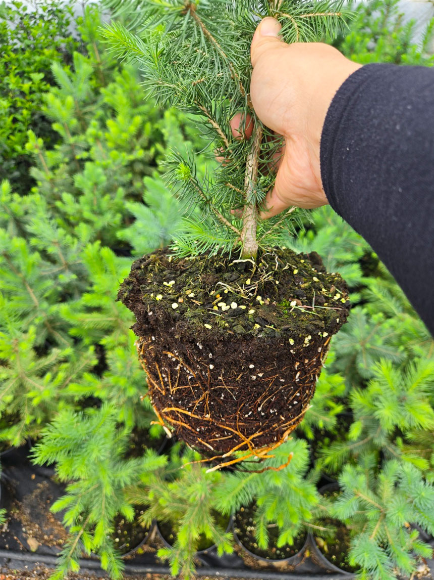 뿌리까지 건강한 가문비나무 베이비블루C3포트묘