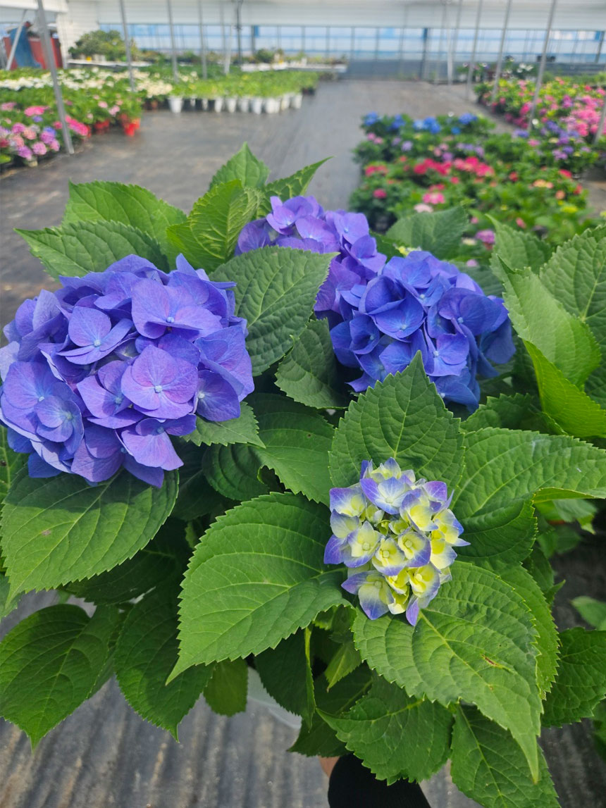 수국화분 청수국 블루수국 