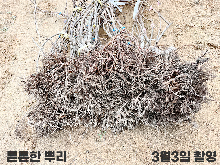 뿌리가 튼튼한 레드키위나무 묘목의 사진