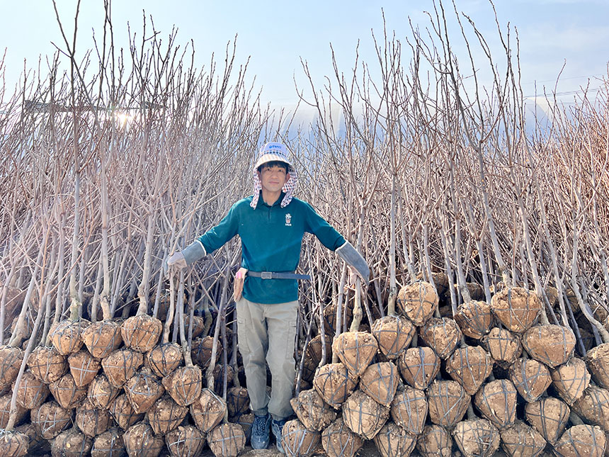 밭에서 캐온 4년생 대봉감나무 묘목의 모습