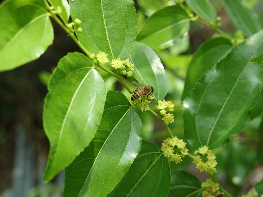 대추나무 새가지에 꽃이 피고 수정을 위해 꿀벌이 앉아 있는 모습. 6월경