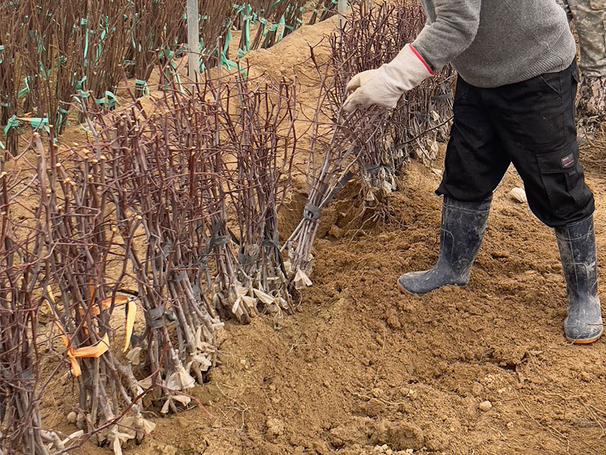 한해 동안 농사지은 대추나무 묘목을 분양하기 위해 가식장에서 관리하는 모습. 11월경