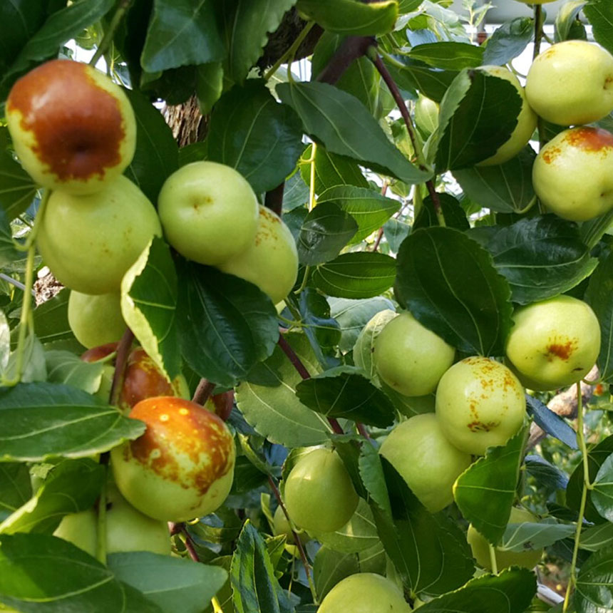 사과대추나무 열매가 주렁주렁 달려있는 대추나무의 모습