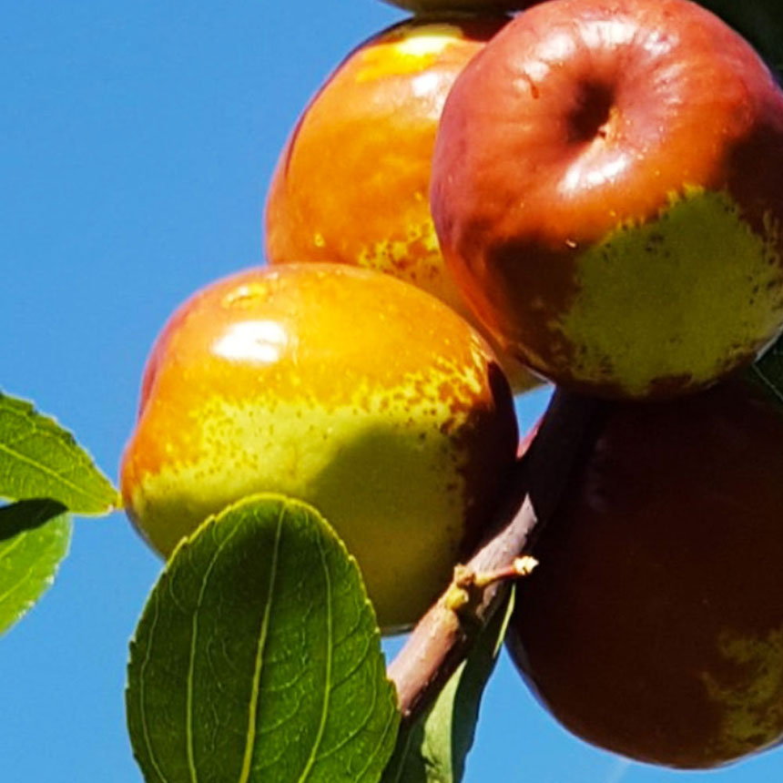 3년생 사과대추나무에 열려있는 대추열매를 가까이에서 찍은 모습