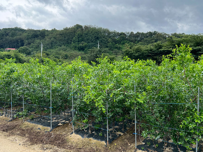 사과대추나무 묘목을 접목 후 밭에서 대량 재배 하는 모습. 8월경