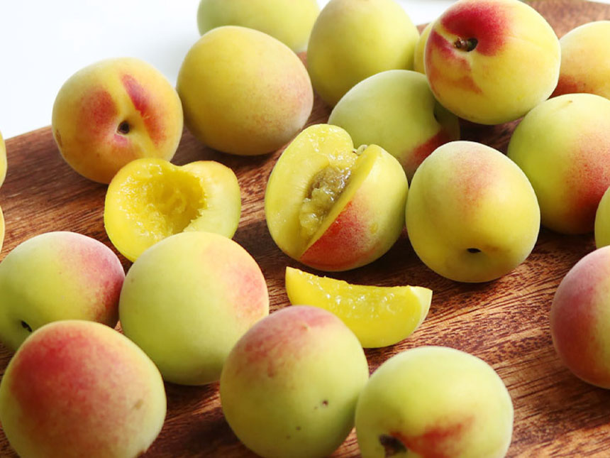 맛있게 익은 홍매실나무 묘목의 열매를 찍은 모습