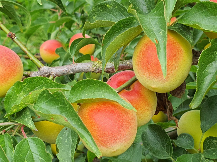 수확을 한 홍매실나무 묘목의 열매를 500원짜리 동전과 크기를 비교한 모습