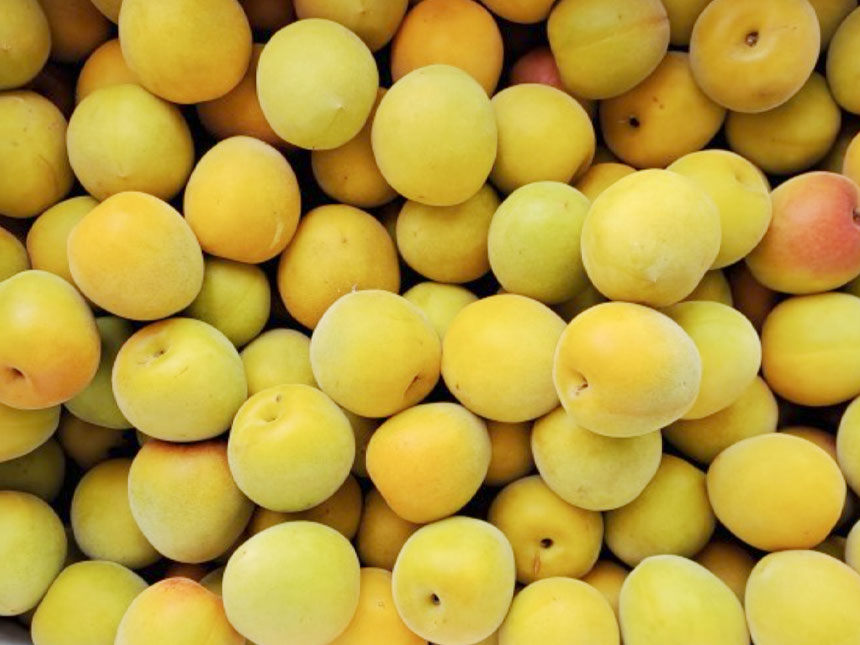 홍매실나무의 열매로 매실장아찌를 만든 모습