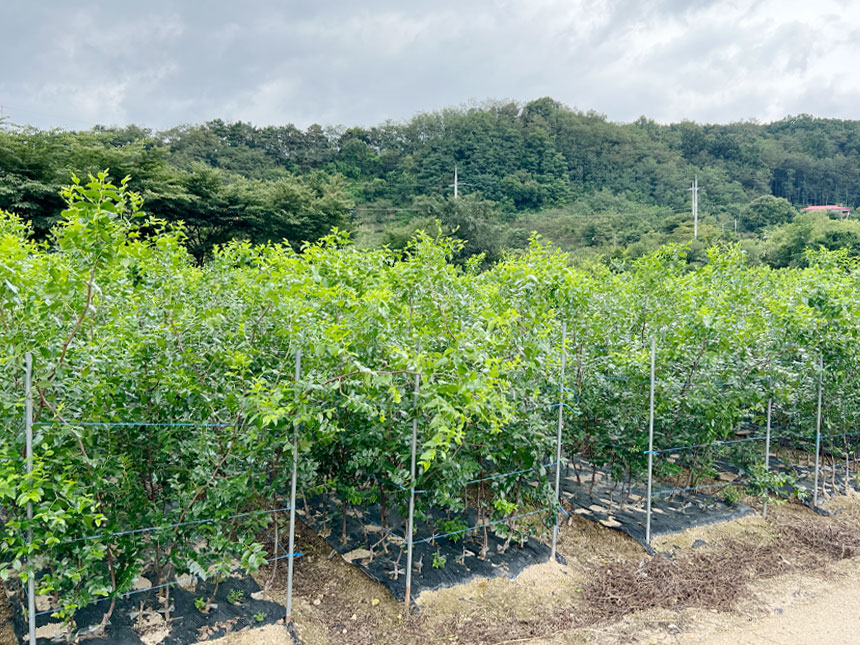 좋은 환경에서 재배하고 있는 매실나무 묘목의 모습