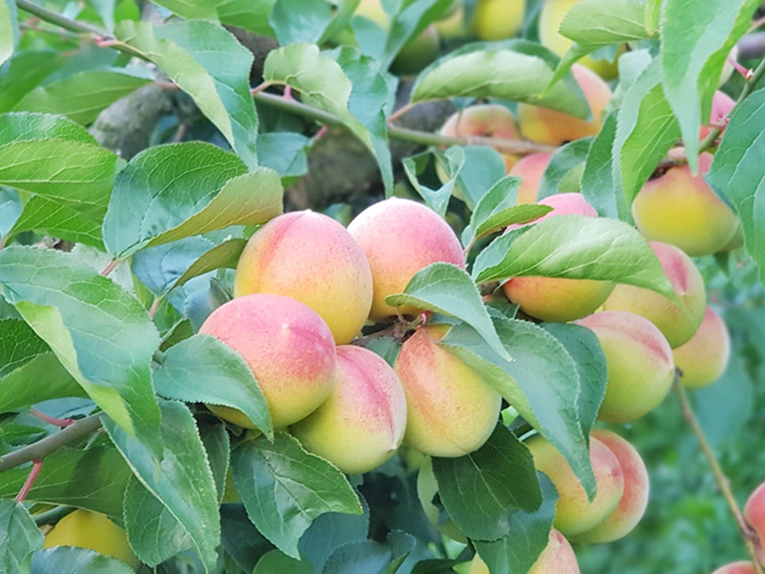 매실나무 묘목에 홍매실 열매가 주렁주렁 달린 모습