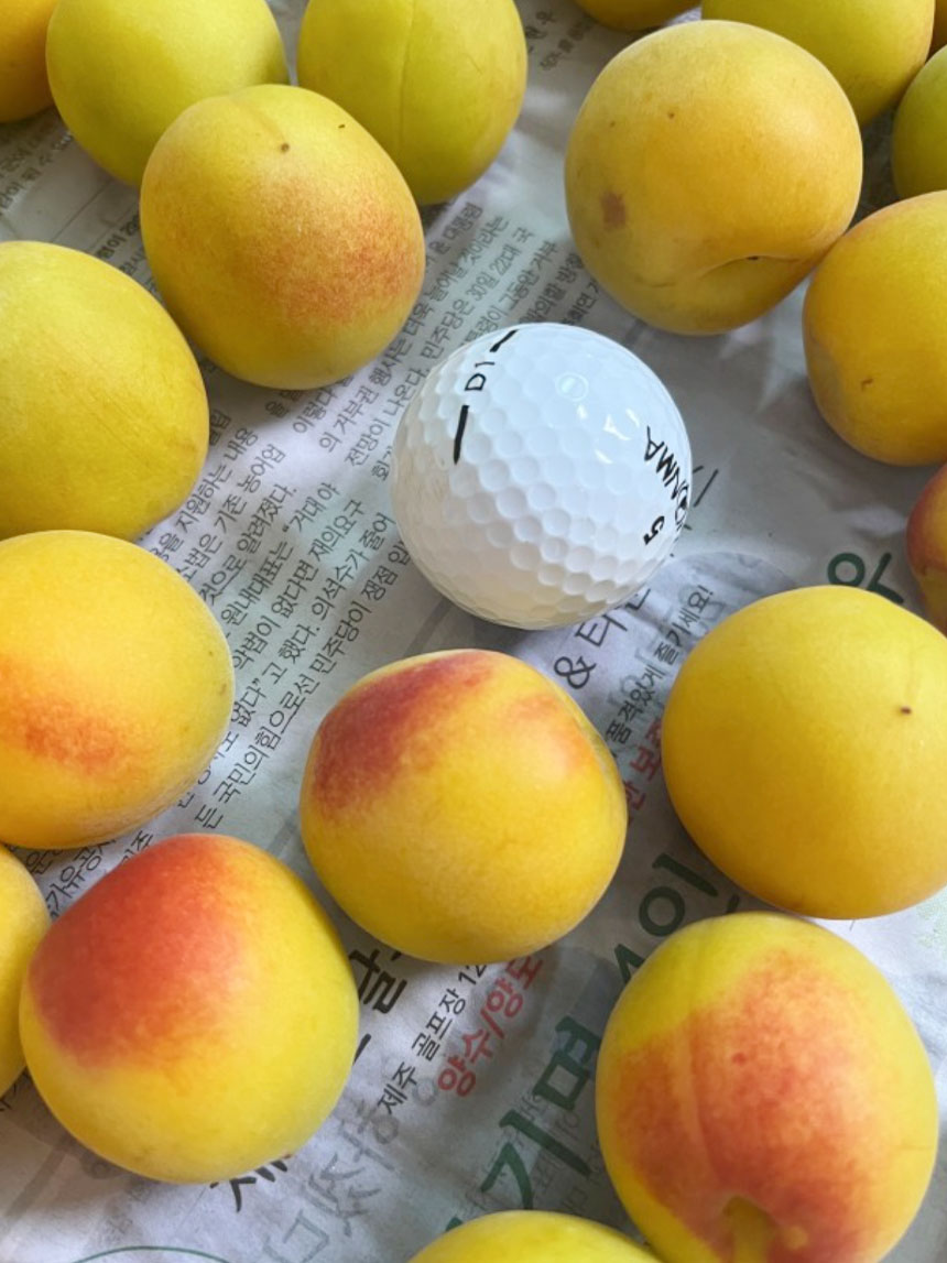 갓 수확한 홍매실나무 묘목의 열매의 모습