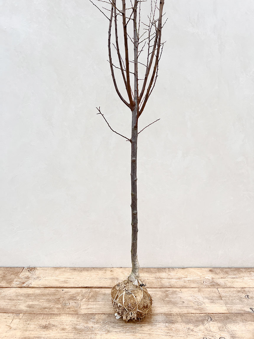 실제 보내드리는 홍매실나무 4년생 묘목의 전체적인 모습을 정면에서 찍은 모습