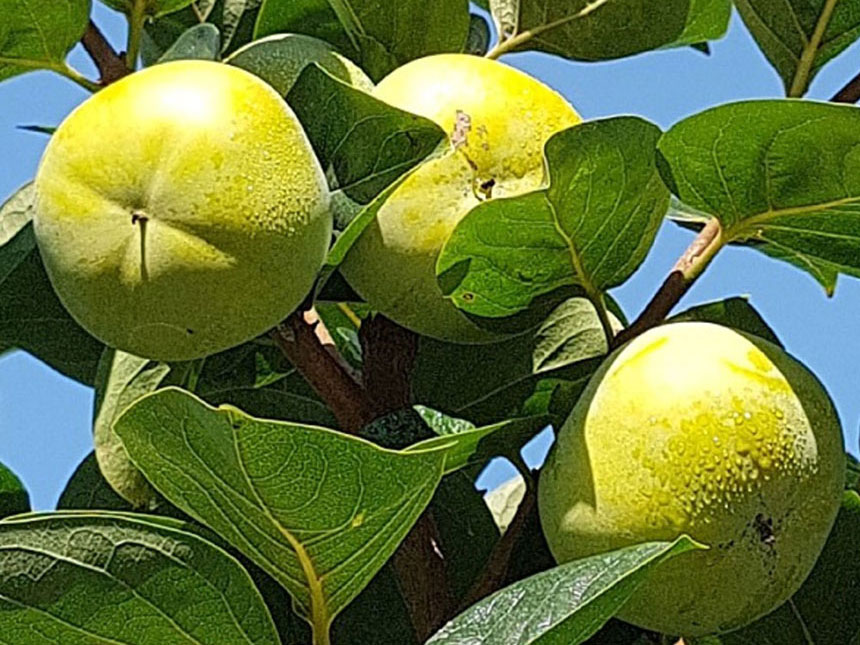 주렁주렁 열려있는 태추단감나무 열매