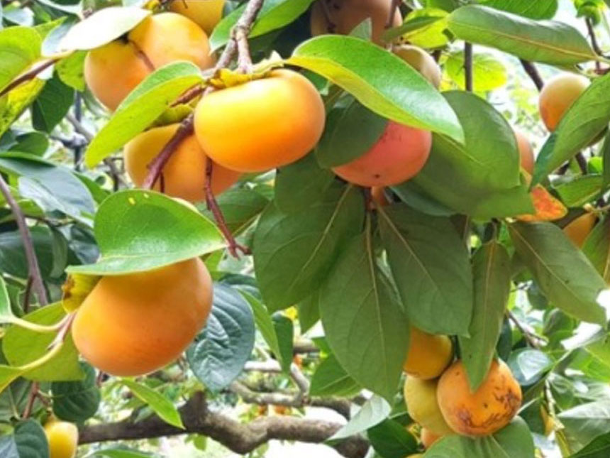 햇빛을 받아 맛있게 익어가고 있는 태추단감 결실주 열매