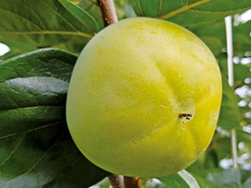 태추단감나무에서 맛있게 익어가는 태추단감 열매의 모습