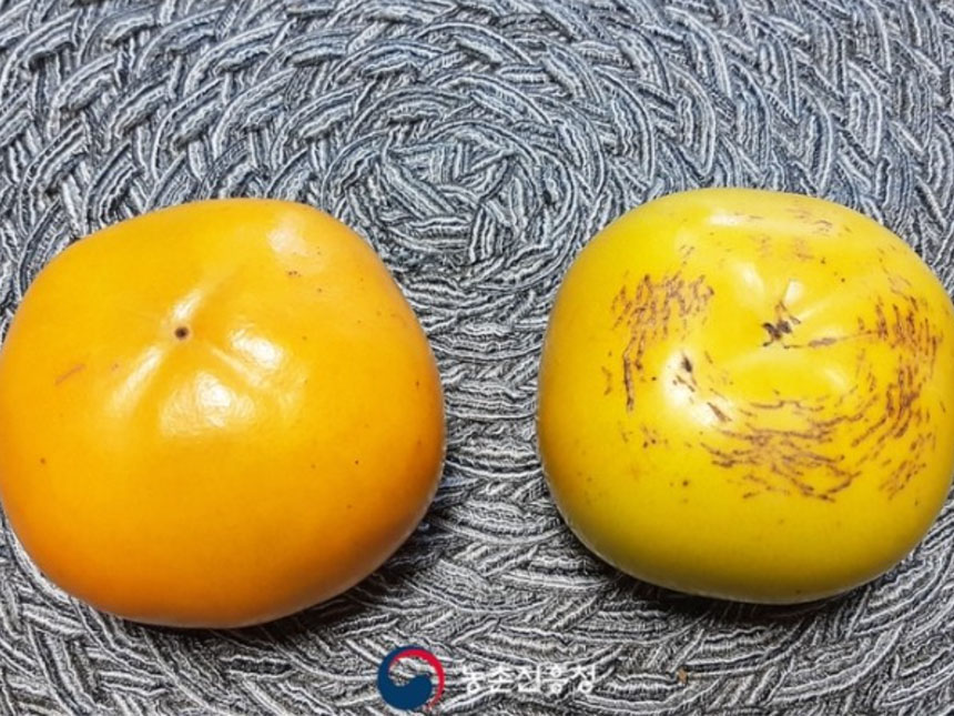 일반단감과 태추단감의 크기와 모양 비교