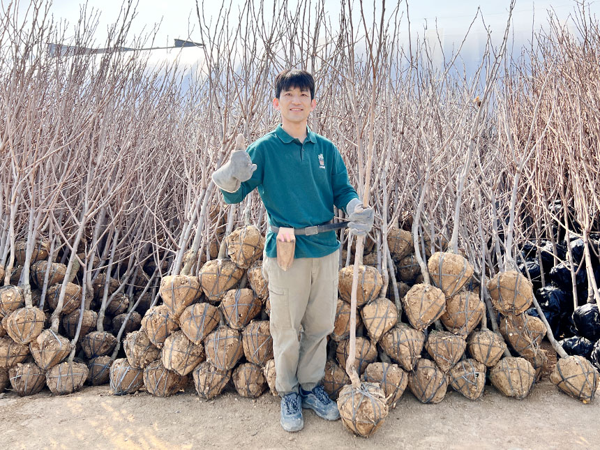 밭에서 캐온 야오끼 대봉감나무 묘목을 사람이 들고 서 있는 모습