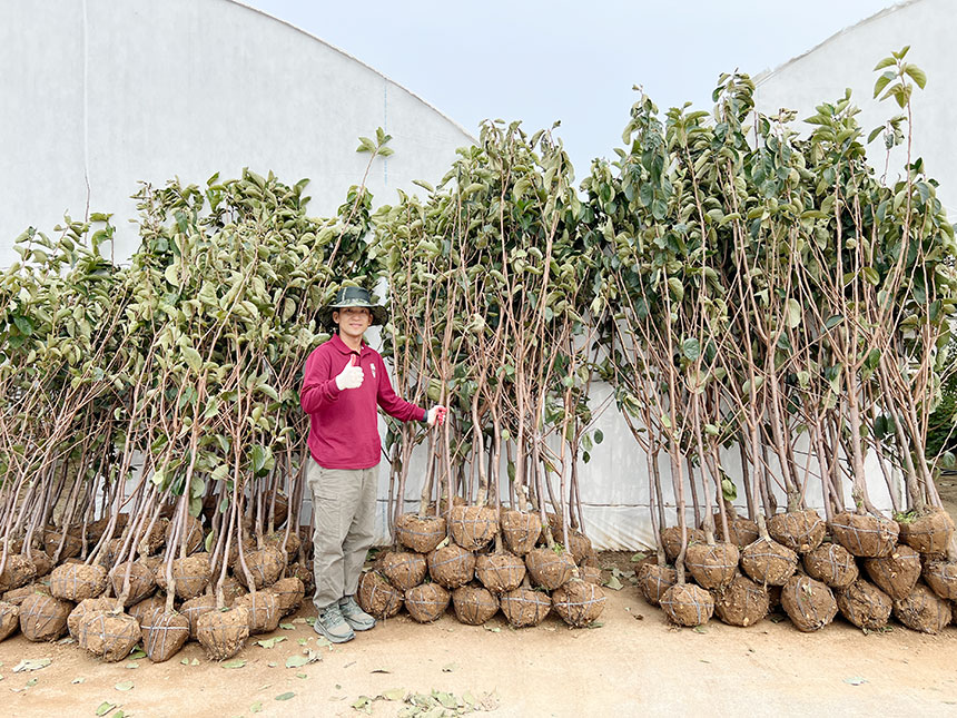 밭에서 막 캐온 야오끼 대봉감나무 묘목을 찍은 모습