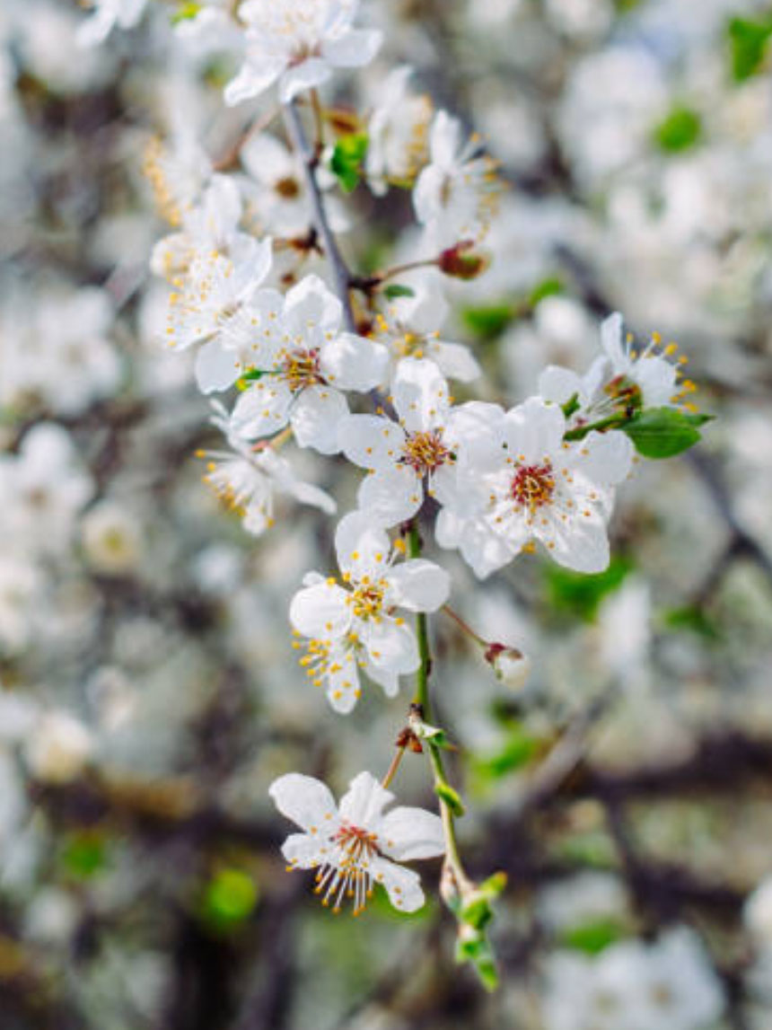 하얀색 꽃이 아름다운 플럼코트나무의 개화