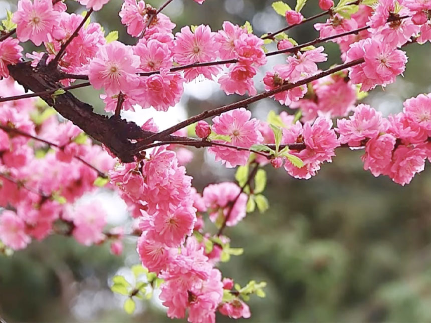 화사한 분홍색 겹꽃이 가득 피어있는 옥매화나무 풀또기 