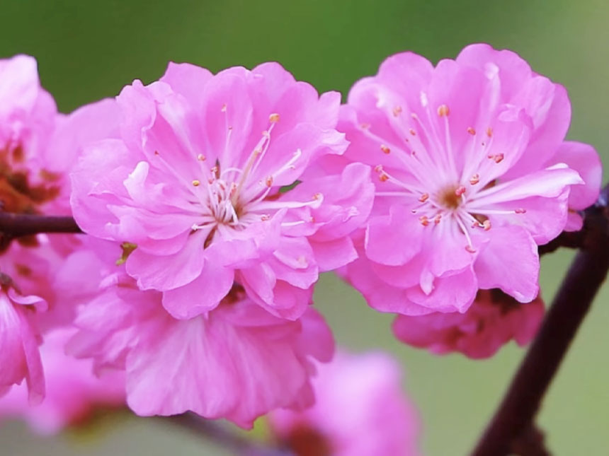 분홍색 겹꽃 형태로 피어나는 옥매화나무 봄 꽃나무