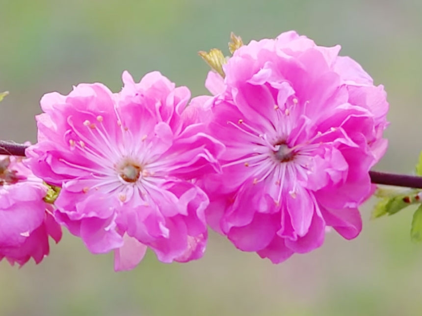 4-5월에 개화하는 2-2.5cm의 핑크색 옥매화 풀또기 꽃