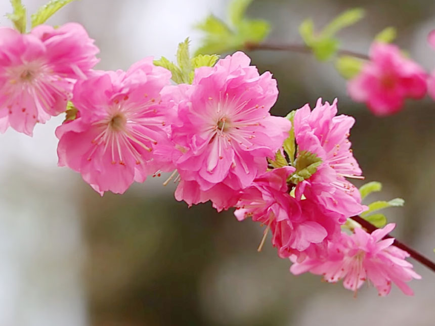 핑크색 꽃이 아름다운 옥매화나무의 개화된 꽃의 모습