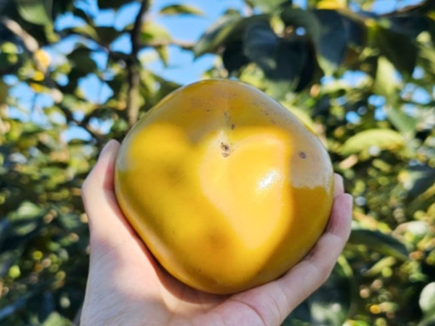 감풍단감나무에서 맛있게 익어가는 감풍단감 열매의 모습
