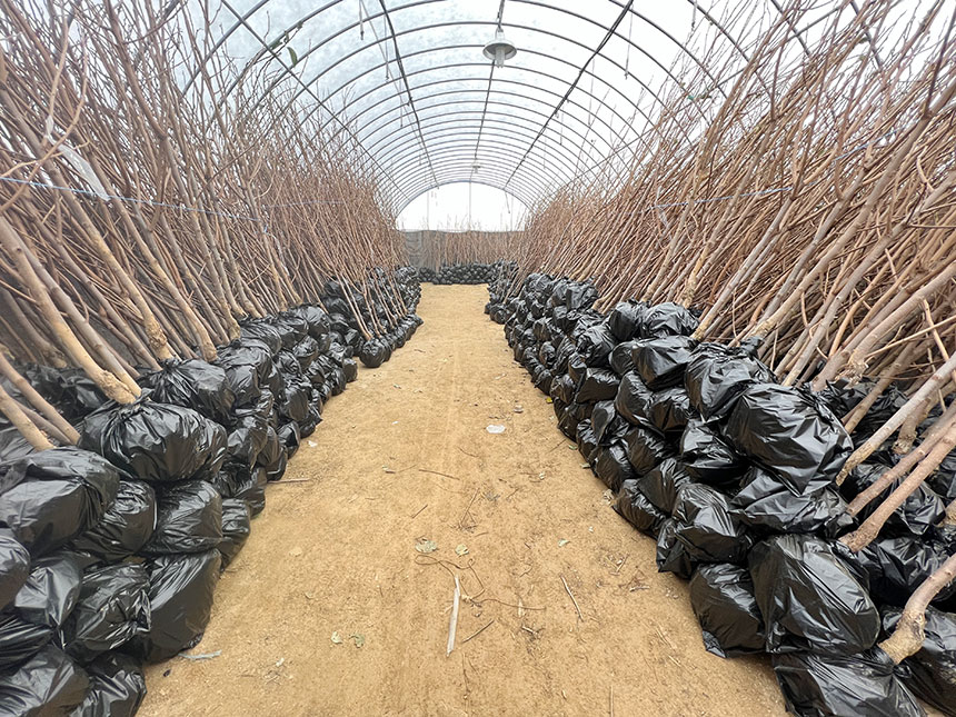 수확한 나무를 하우스에 대량 보관하고 있는 모습