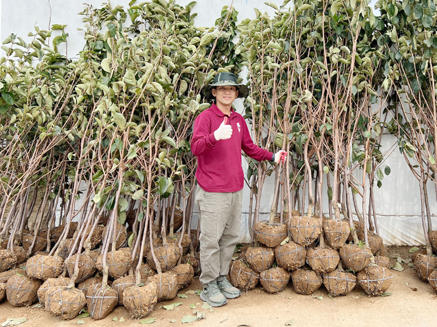 잎이 있는 늦가을에 분을 떠서 갓 굴취한 감풍단감나무 결실주