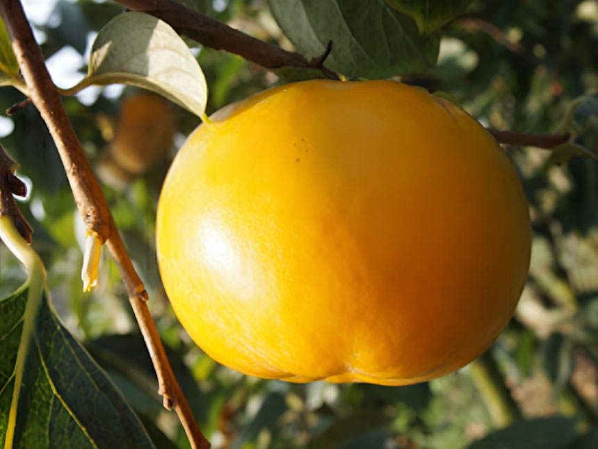 주렁주렁 열려있는 감풍단감나무 열매