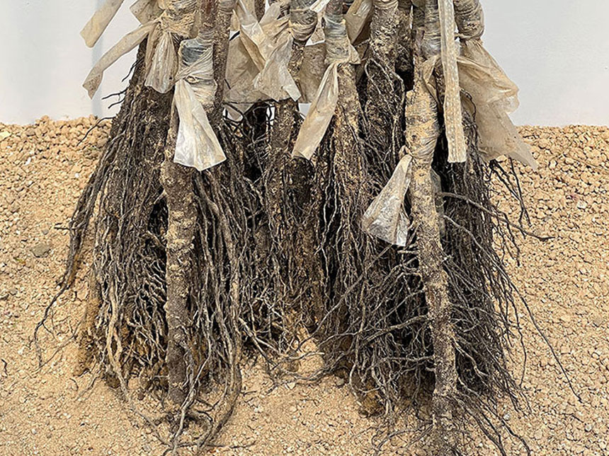 고급스러운 공대 대목으로 접목한 뿌리의 모습