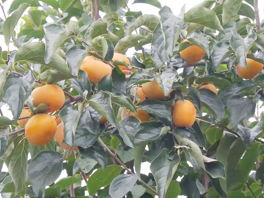 햇빛을 받아 맛있게 익어가고 있는 감풍단감 결실주 열매