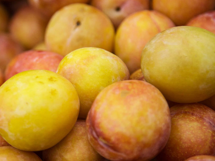 새콤 달콤한 맛이 조화로운 왕자두나무 열매