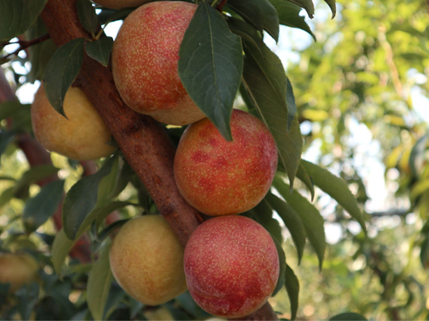 수확을 앞두고 맛있게 익은 왕자두나무 열매