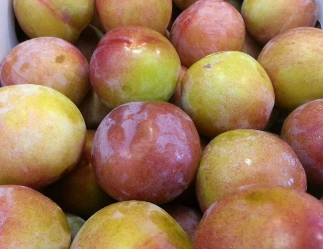 과육이 크고 단단한 대과종의 왕자두