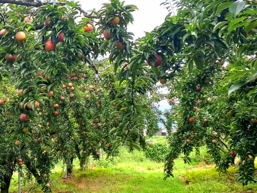 결실주를 심으면 이듬해 바로 열매가 열리는 왕나무 묘목의 열매 모습