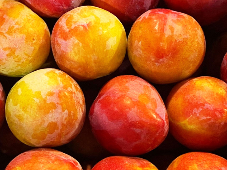 햇빛을 골고루 받고 빨갛게 익어가는 왕자두 나무의 열매