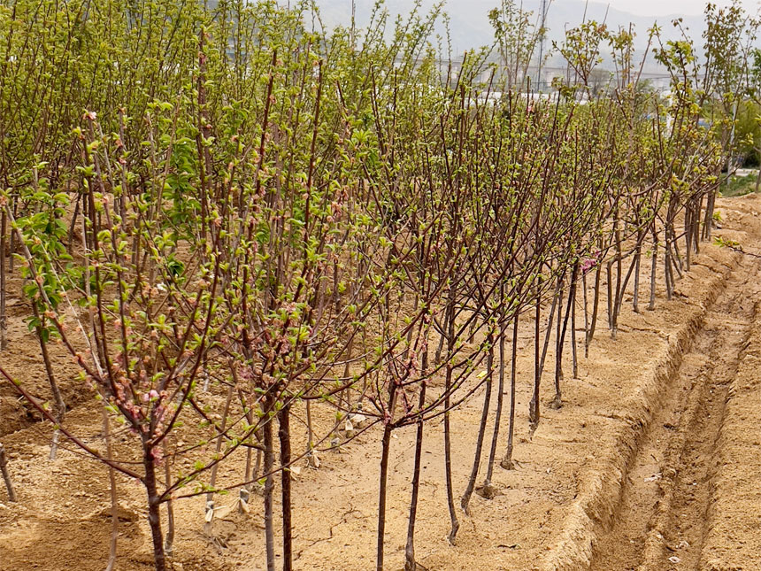 실제 보내드리는 왕자두나무 묘목 결실주 모습을 찍은 모습