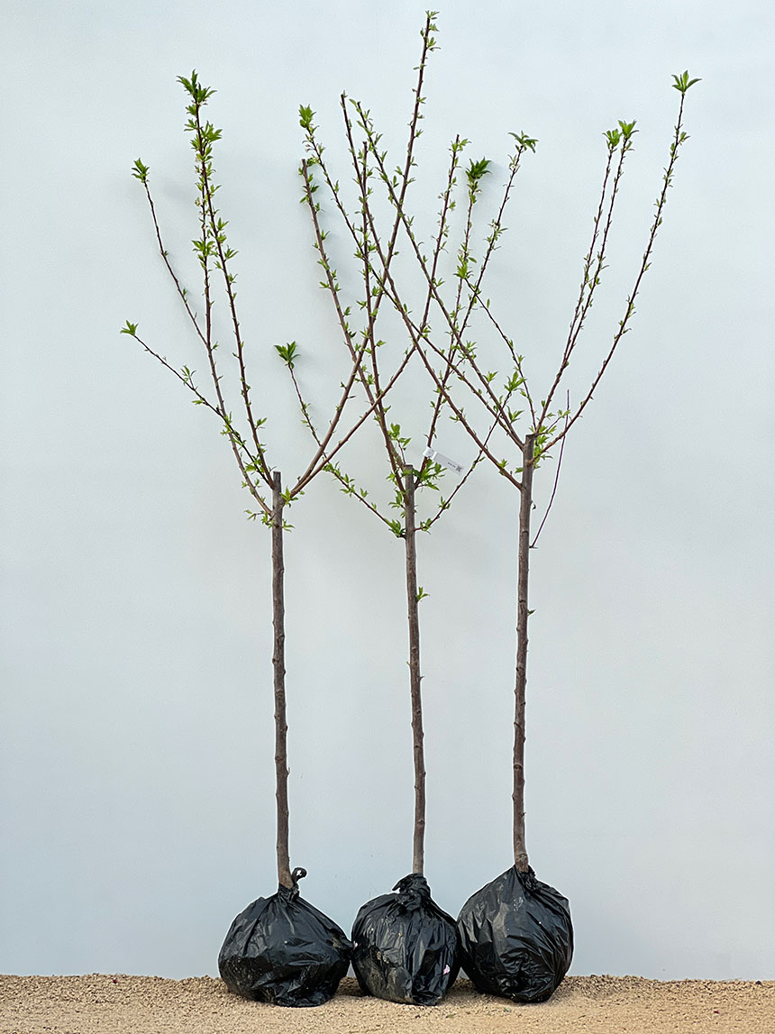 보내드리는 왕자두나무 묘목을 정면에서 찍은 모습