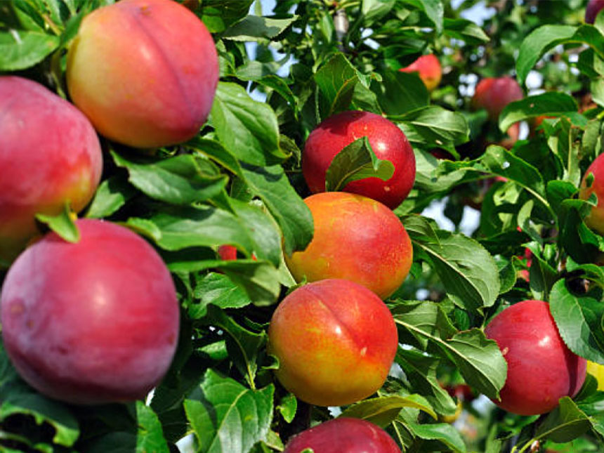 잘 익은 대석 자두나무 묘목의 열매를 찍은 모습