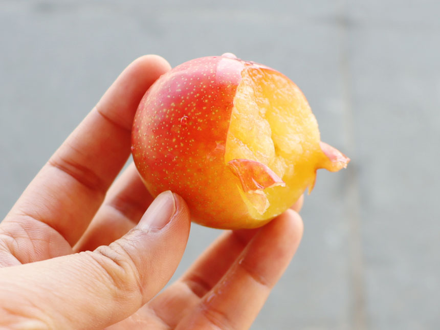 대석 자두나무의 열매를 한입 베어 문 모습