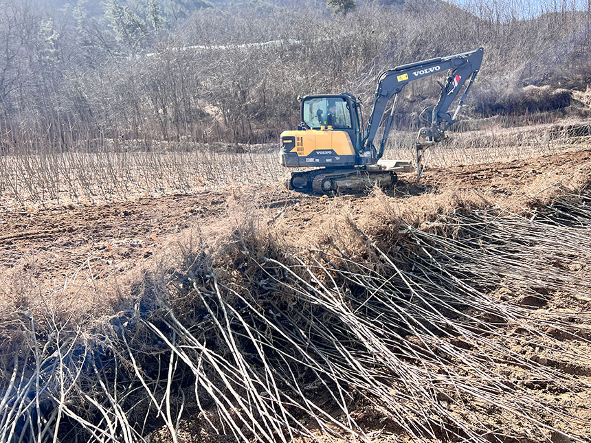 농사지은 자두나무 묘목을 밭에서 장비를 이용하여 굴취하는 모습