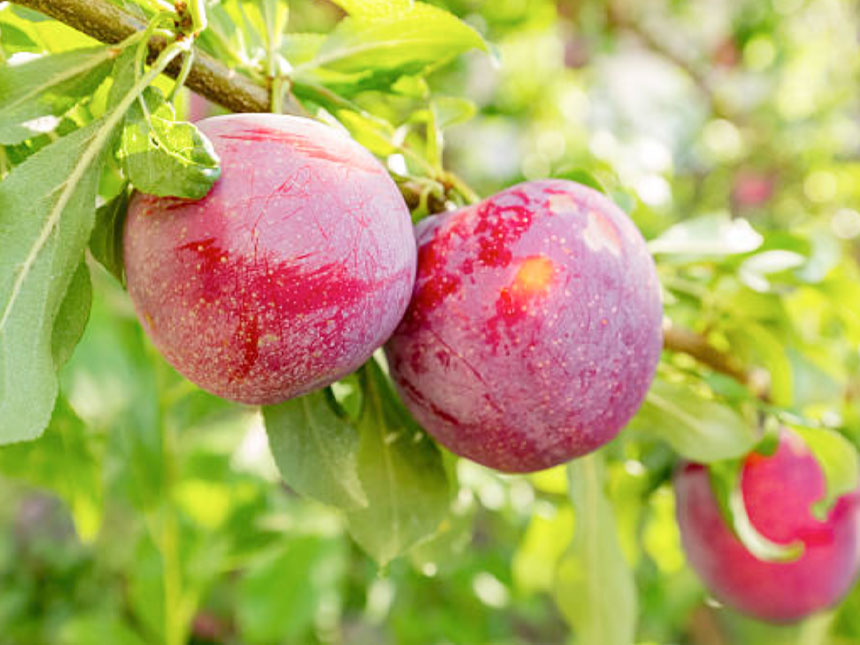 자두나무 묘목에 대석 자두 열매가 주렁주렁 달린 모습