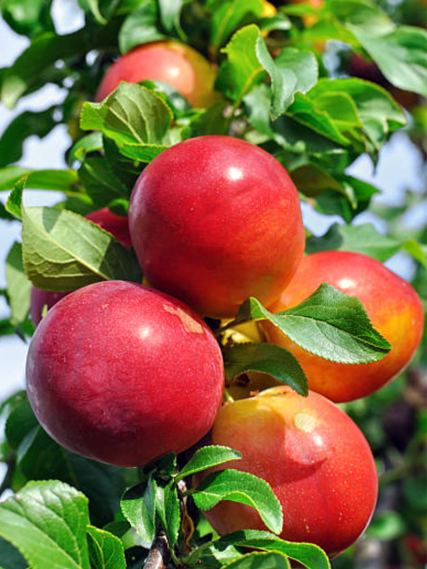 햇빛을 받고 건강하게 자라고 있는 대석 자두나무 묘목의 모습
