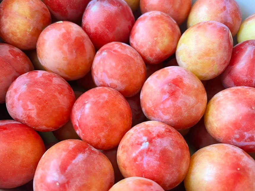 수확한 대석 자두나무 열매를 나란히 놓고 찍은 모습